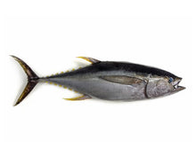 Load image into Gallery viewer, Fresh Yellowfin Tuna Whole H&G (10KG)
