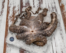 Load image into Gallery viewer, Octopus Wild Caught Whole Frozen