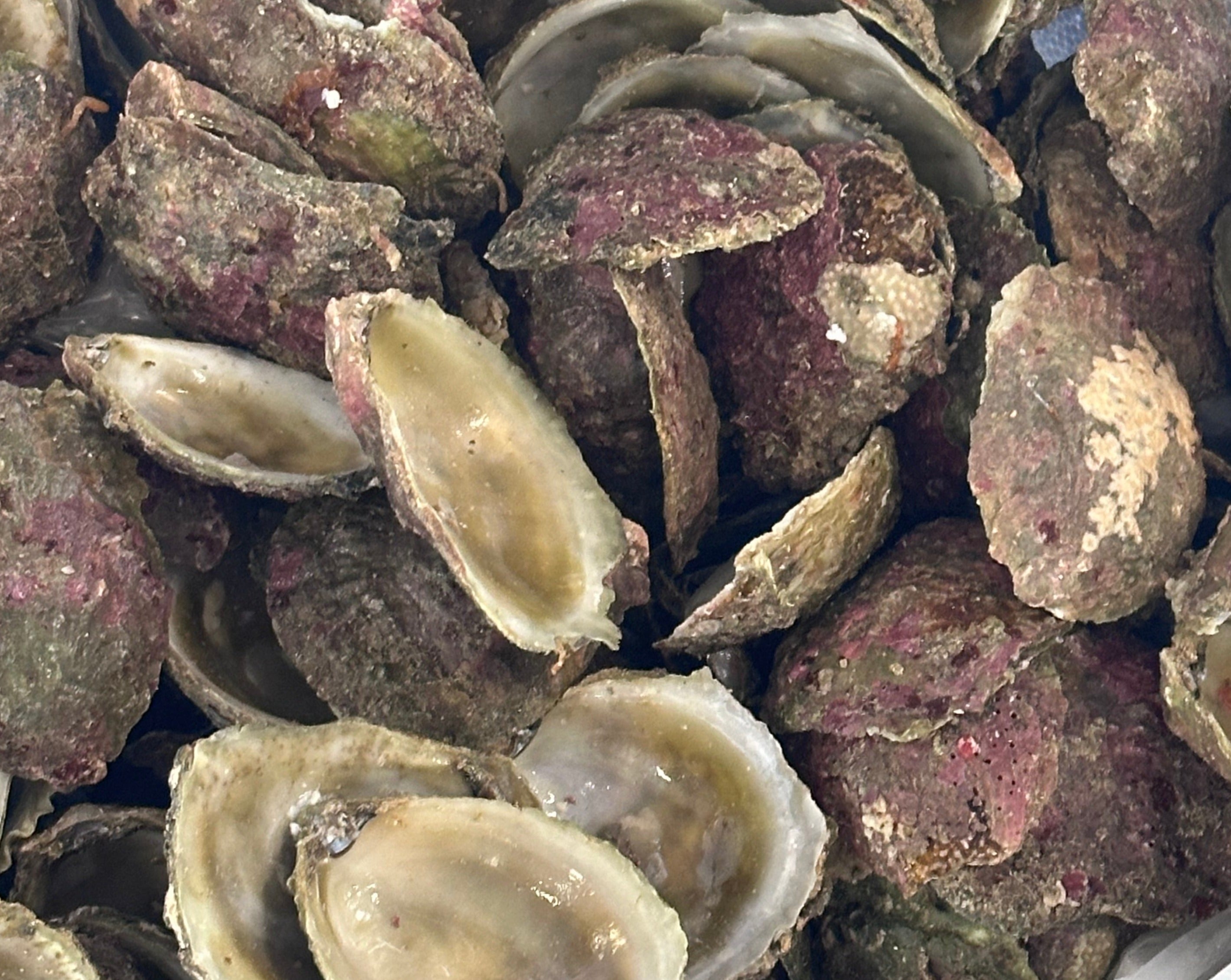 Bluff Oyster Shells (Empty) – Scott Seafood