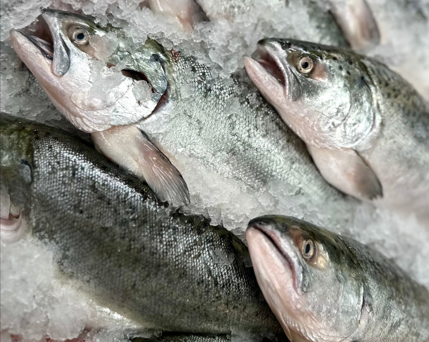 Akaroa Fresh Whole NZ King Salmon (Gilled & Gutted)