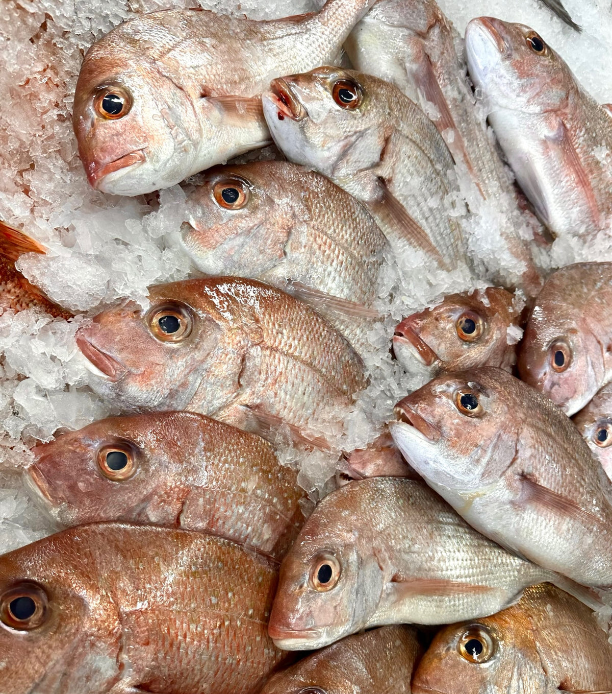 Fresh Snapper Whole