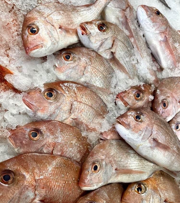Fresh Snapper Whole