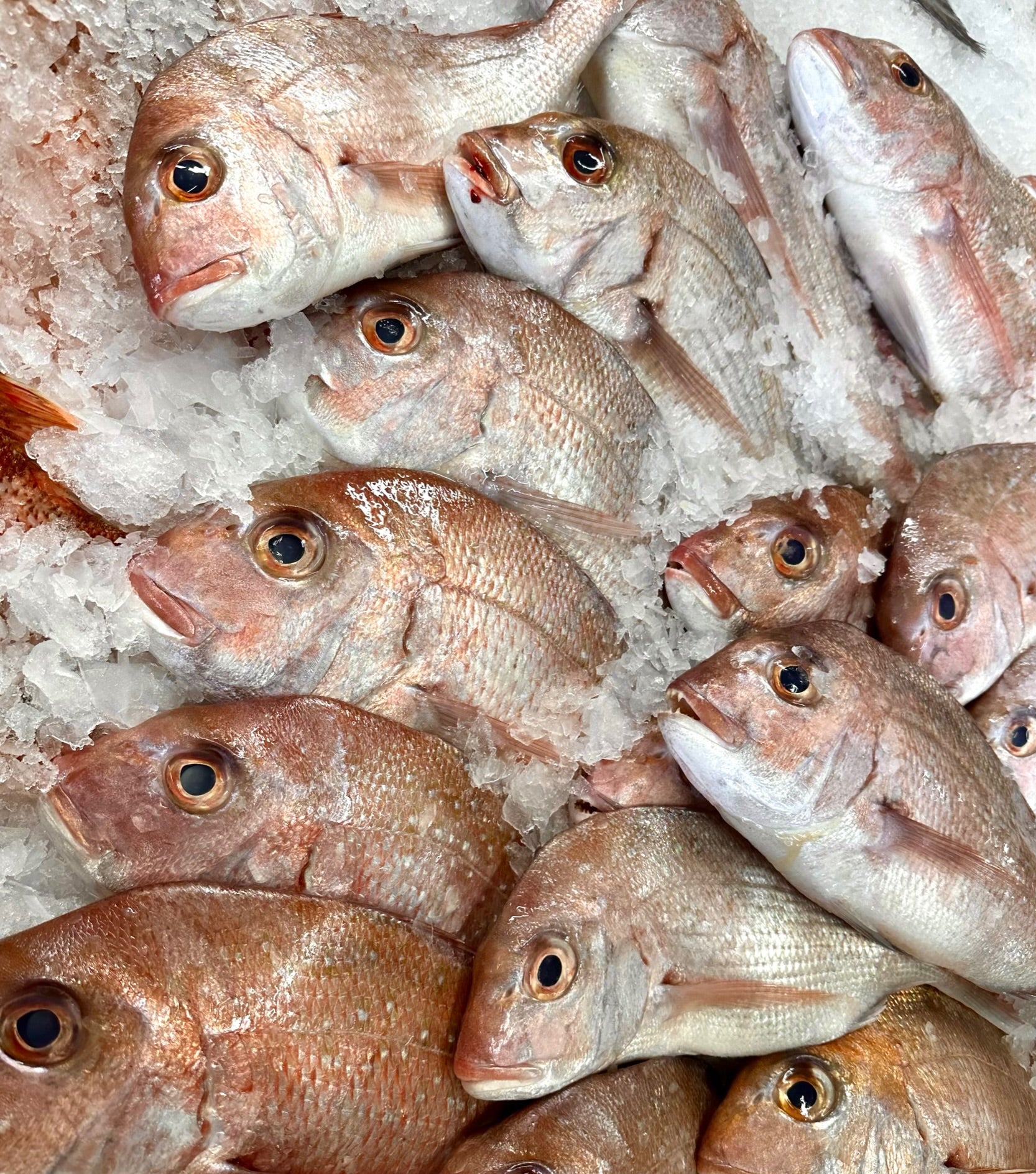 Snapper Packaged Fresh Snapper Whole – Scott Seafood
