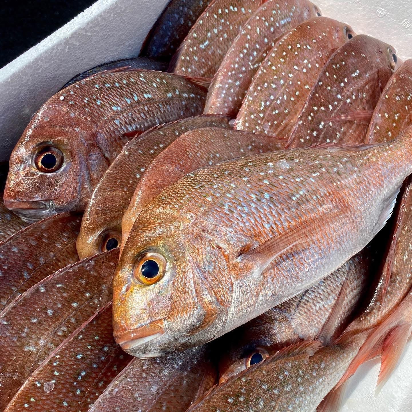 Snapper Packaged Fresh Snapper Whole – Scott Seafood