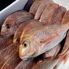 Load image into Gallery viewer, Fresh Snapper Whole

