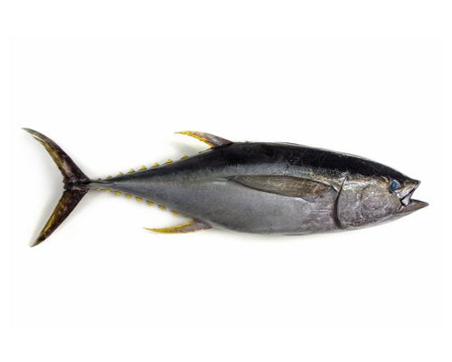 Fresh Yellowfin Tuna Whole H&G (10KG)