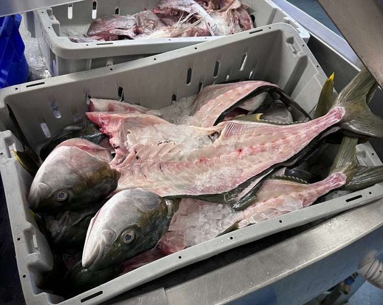 Fresh Kingfish Cuts 1KG