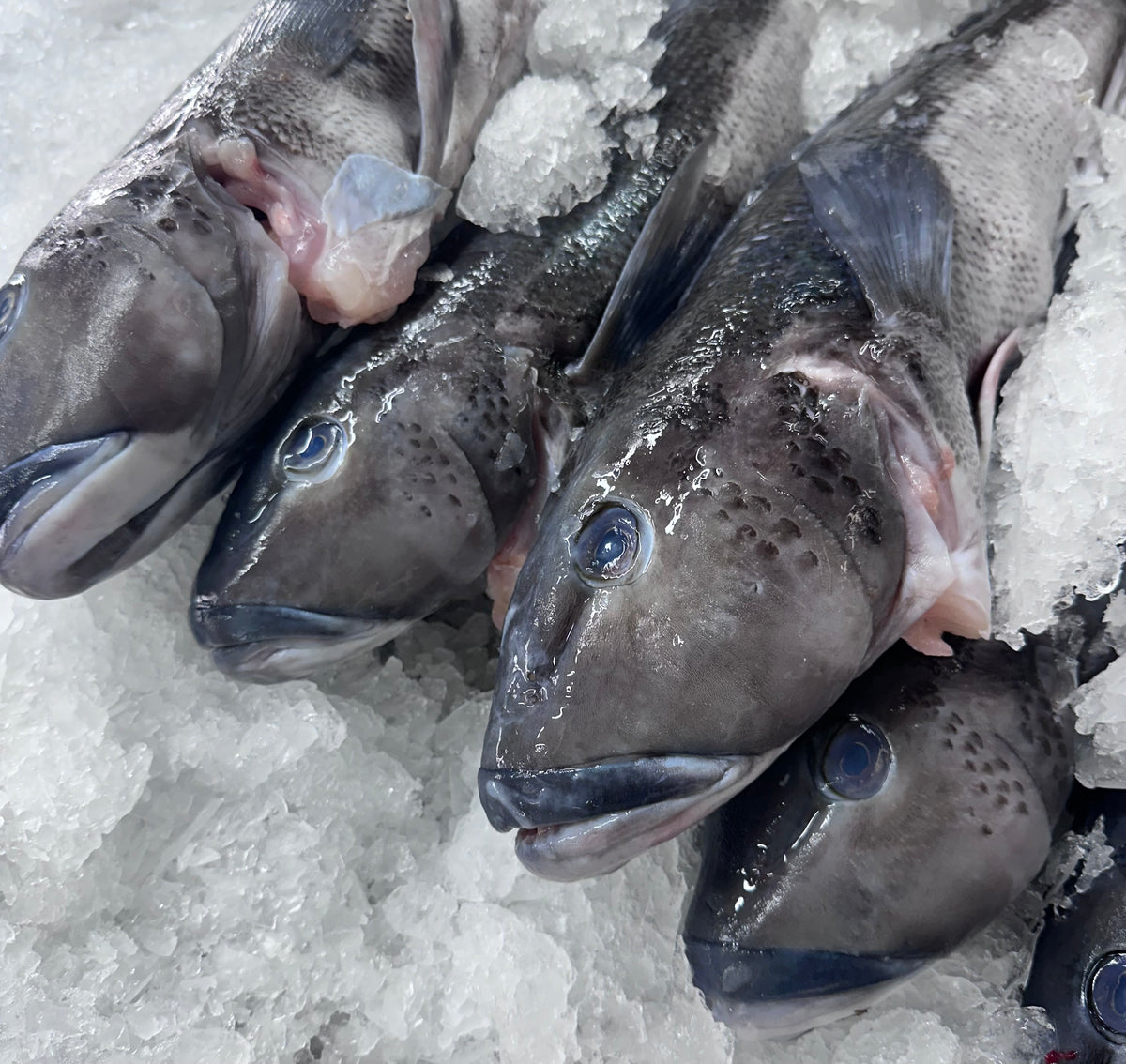Fresh Whole Blue Cod Gilled & Gutted (2KG)