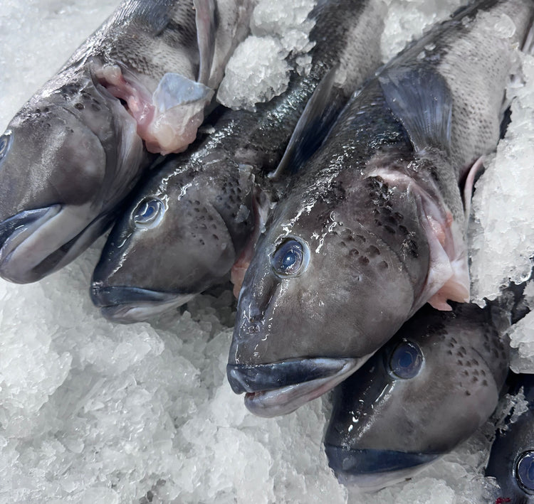 Fresh Whole Blue Cod Gilled & Gutted (2KG)
