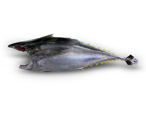 Fresh Yellowfin Tuna Whole H&G (10KG)