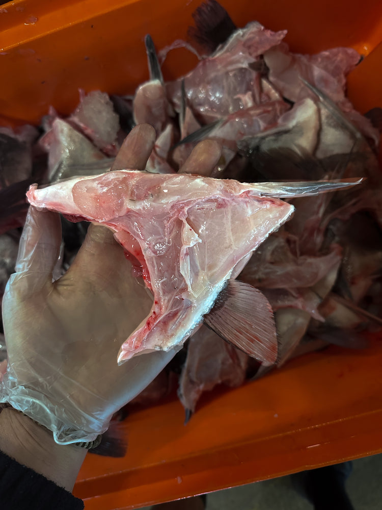 Hapuka Grouper Wings Frozen