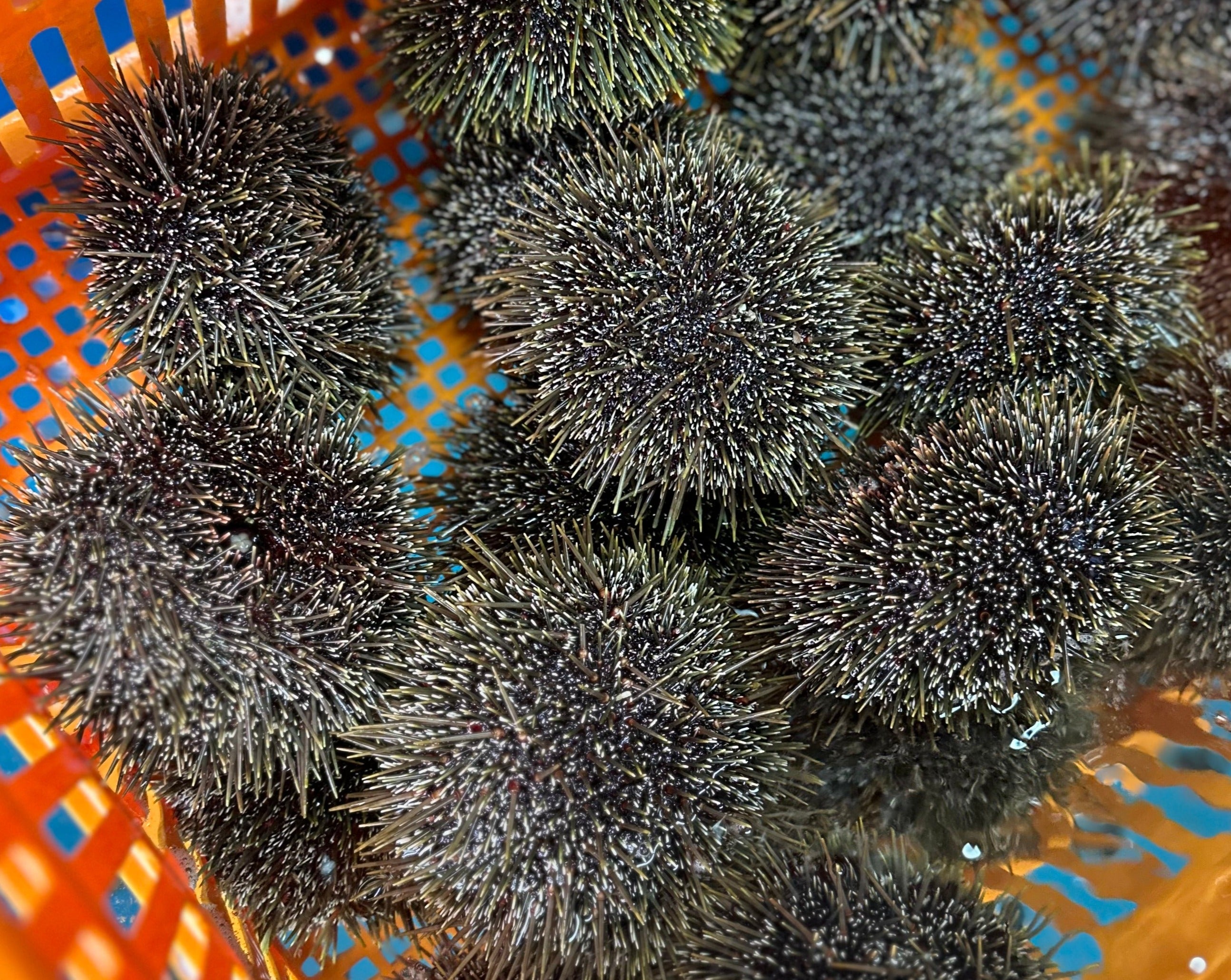 1KG Kina Fresh in shell (NZ Caught)