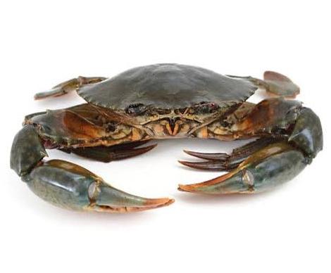 Whole Mud Crab Frozen