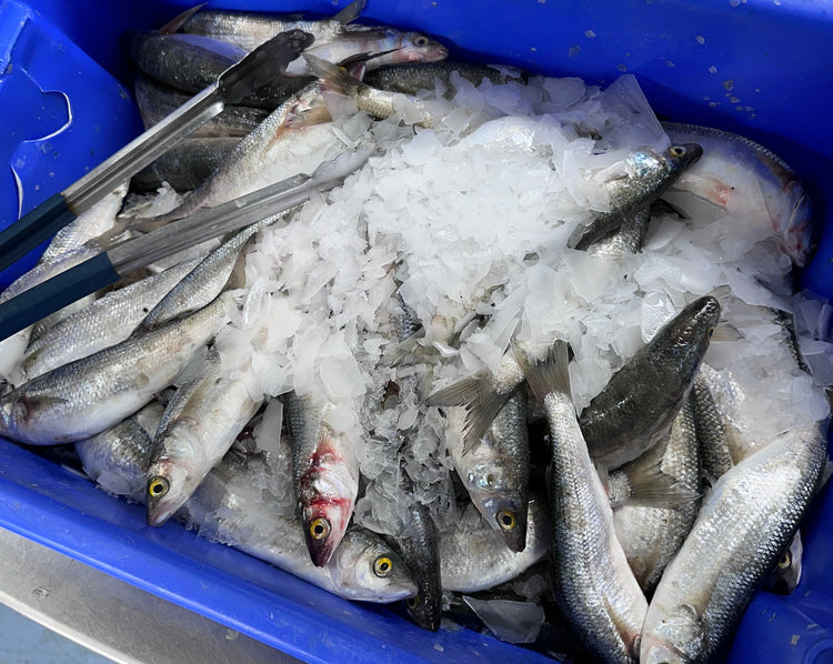 Fresh Yellow Eyed Mullet Whole