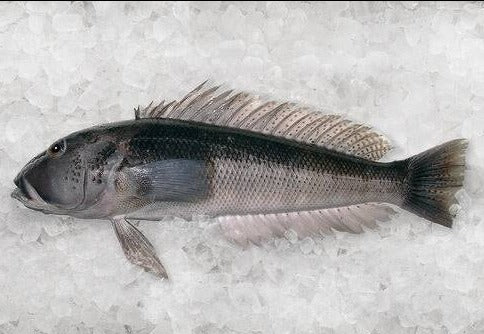 Fresh Whole Blue Cod Gilled & Gutted (2KG)