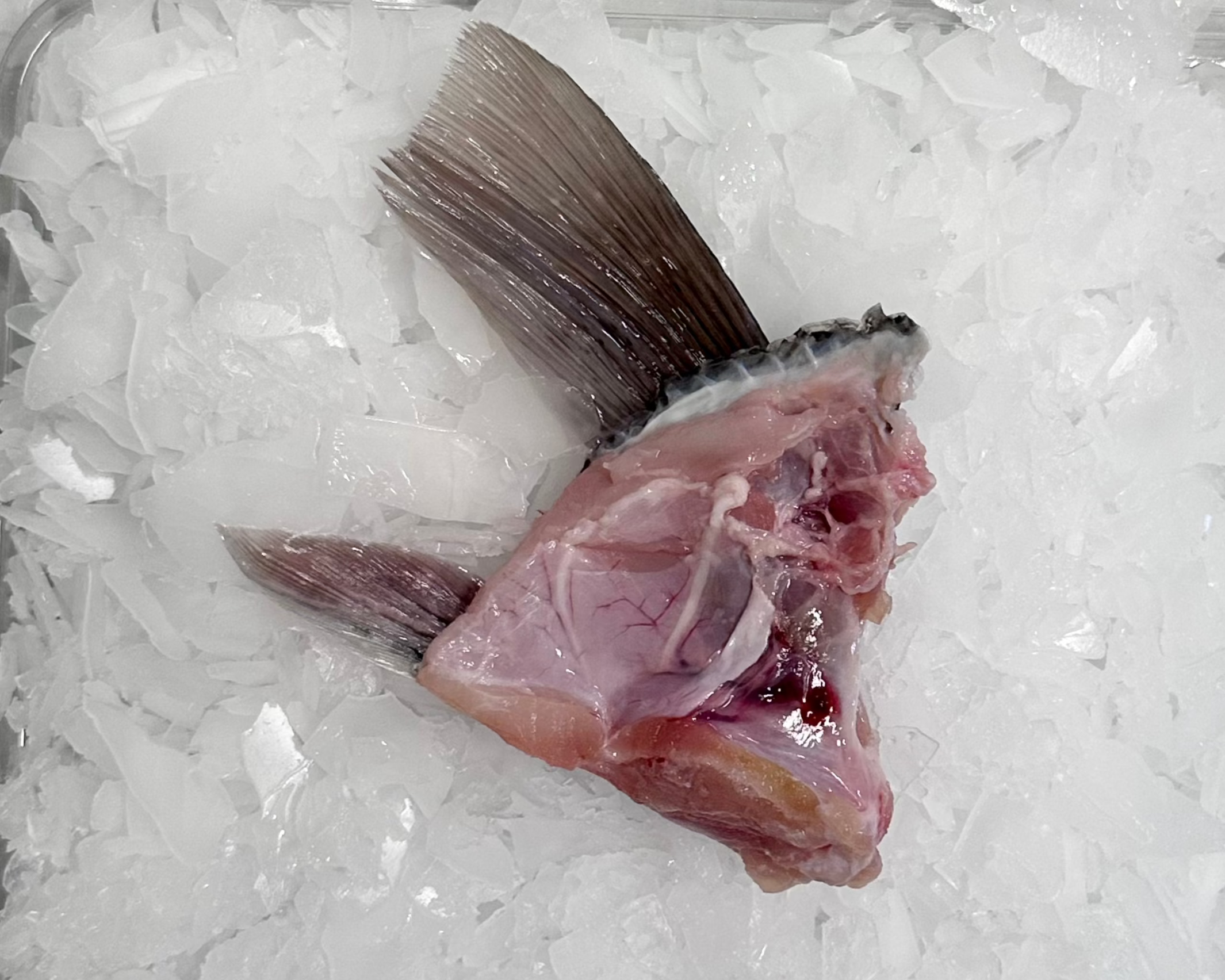 Fresh Blue Cod Wings 250G – Scott Seafood
