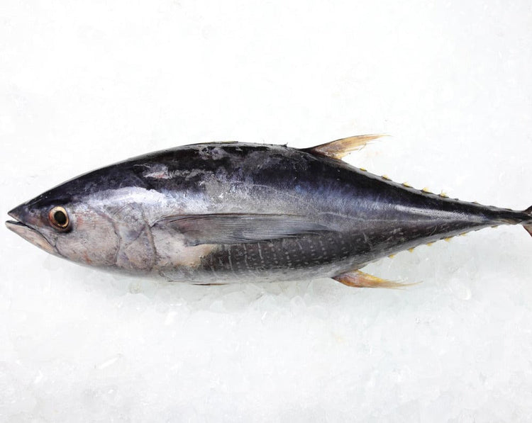 Fresh NZ Albacore Tuna Whole