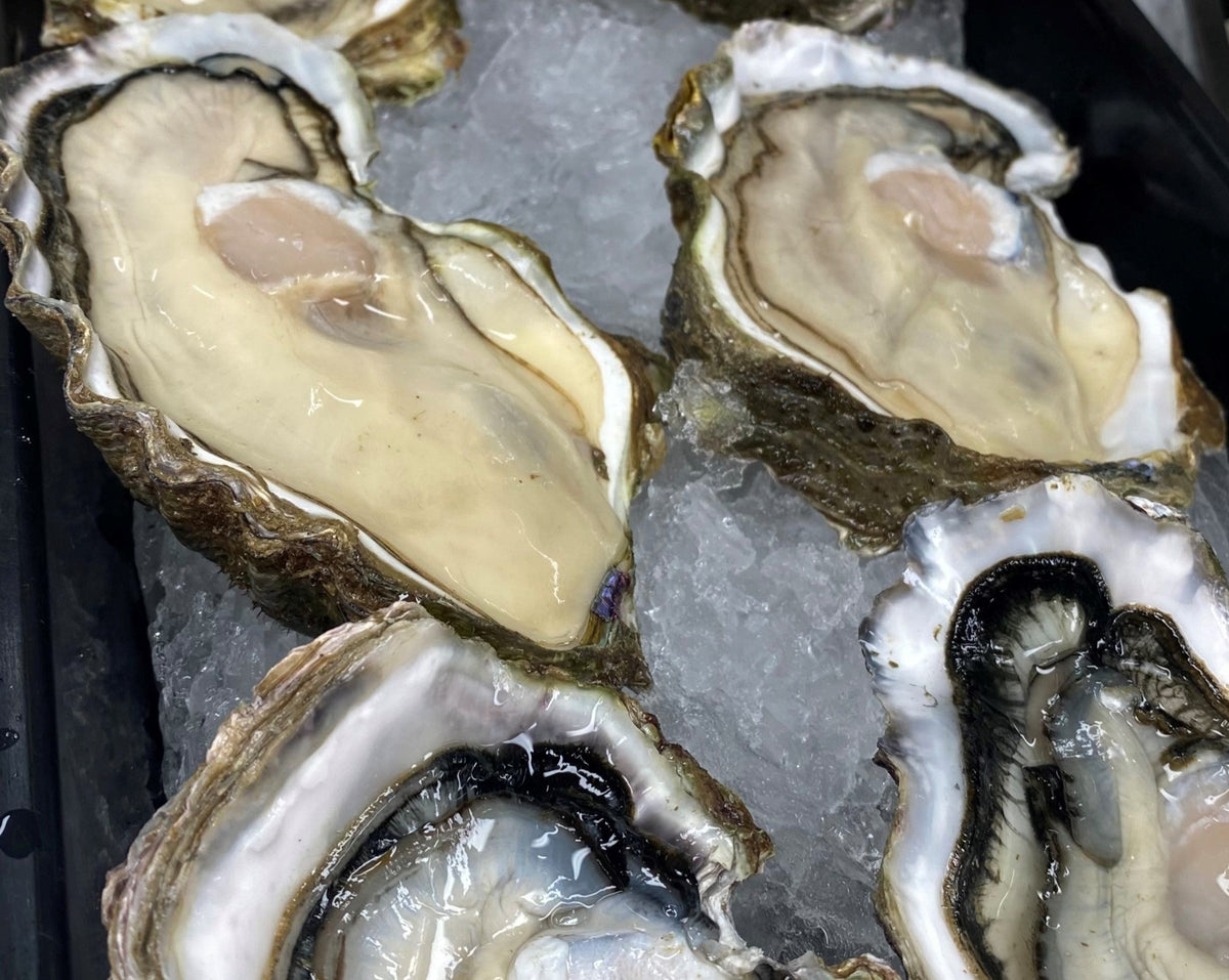 Frozen Half Shell Pacific Oyster Box