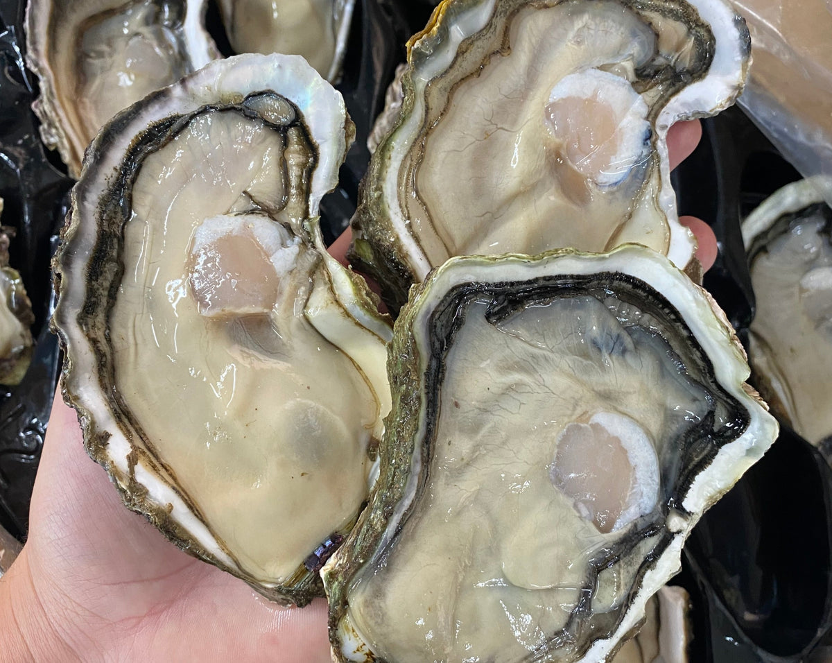 Frozen Half Shell Pacific Oyster Box