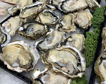 Load image into Gallery viewer, Frozen Oysters 120 x MEDIUM Half Shell (10 Dozen)
