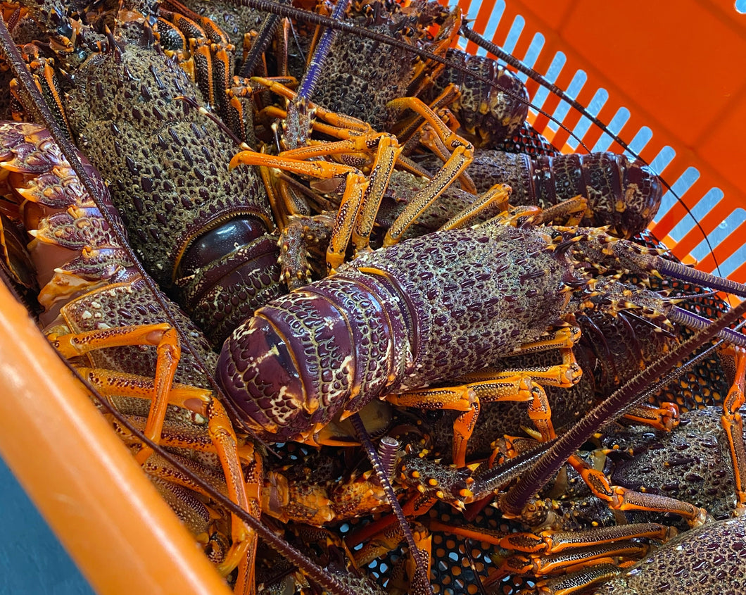 Live NZ Red Crayfish