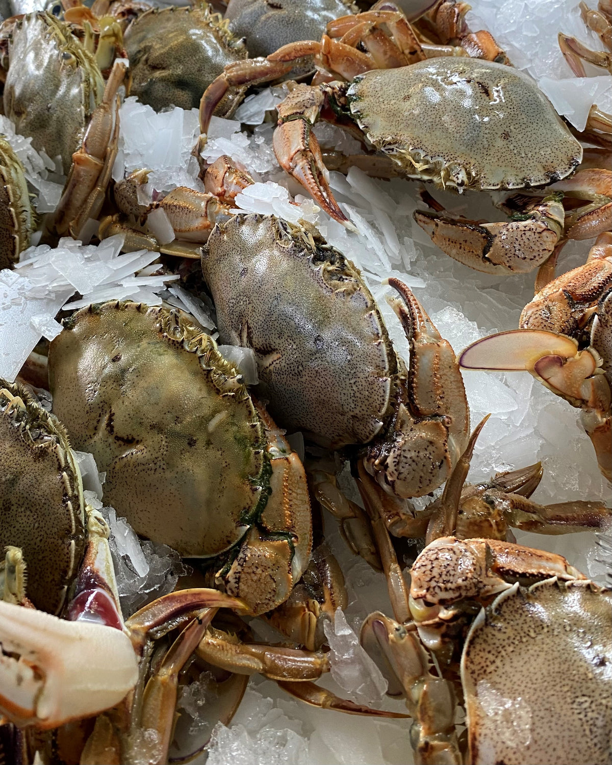 Frozen NZ Paddle Crab 500G