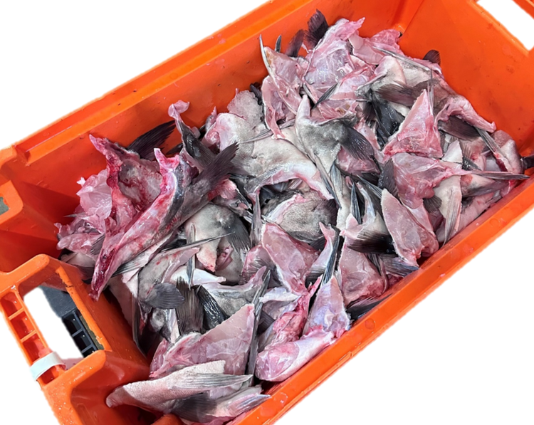 Hapuka Grouper Wings Frozen