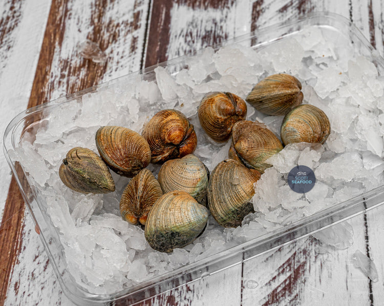 NZ Fresh Little Neck Clams