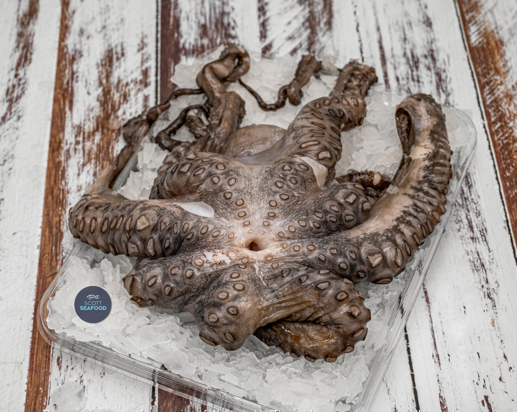1 x Octopus (500g-1kg) Frozen