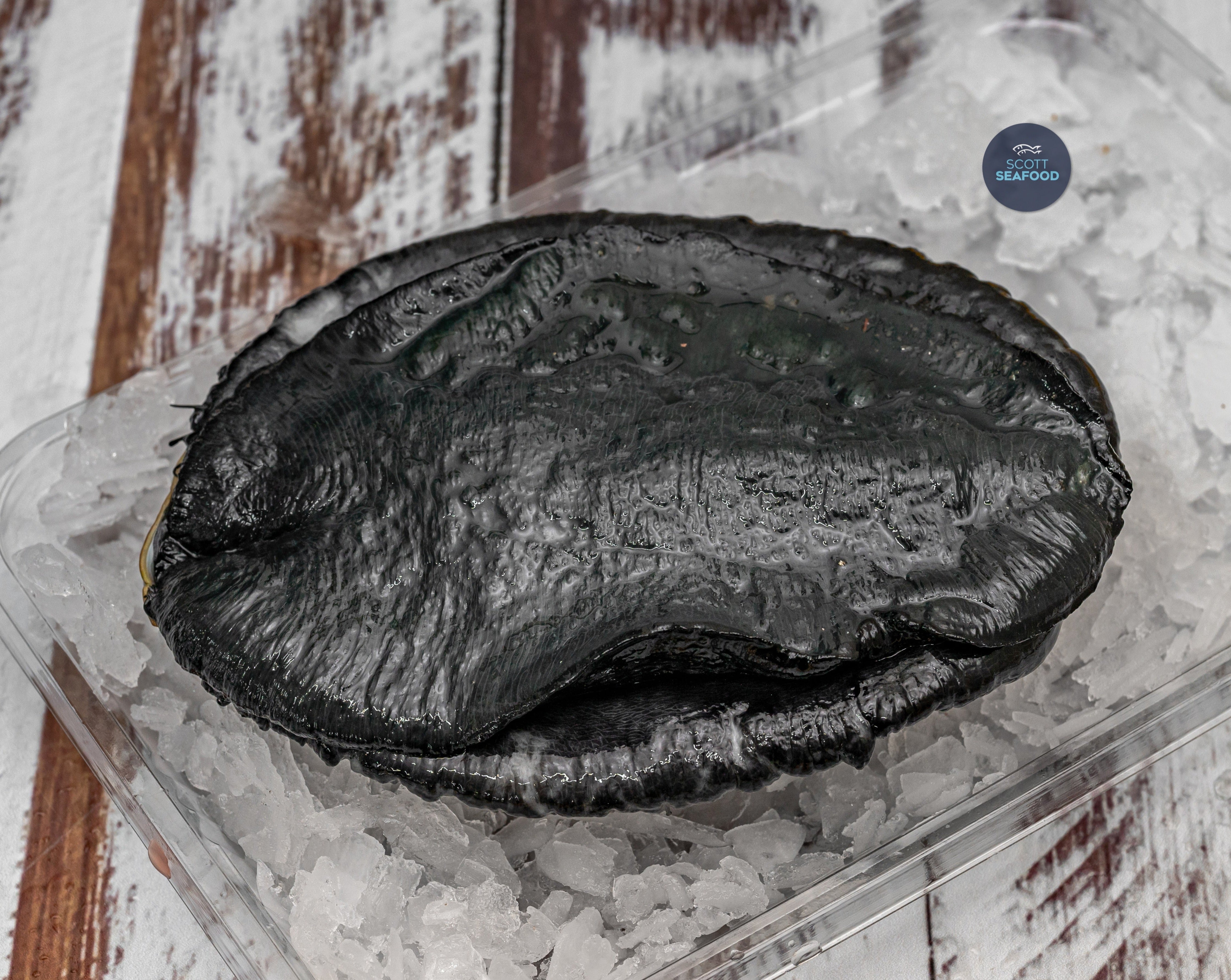 Frozen NZ Paua – Scott Seafood