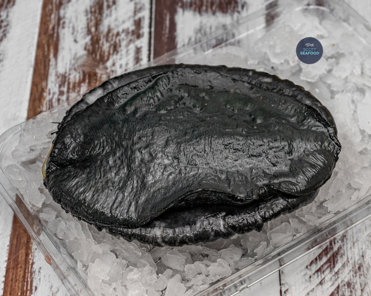 Frozen NZ Whole Paua