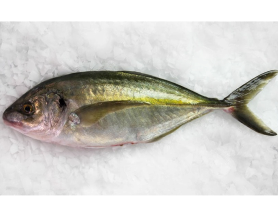 Whole NZ Trevally Frozen