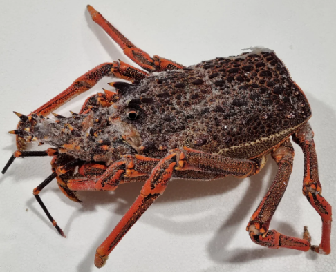 Crayfish Bodies Red NZ (Frozen) 1KG