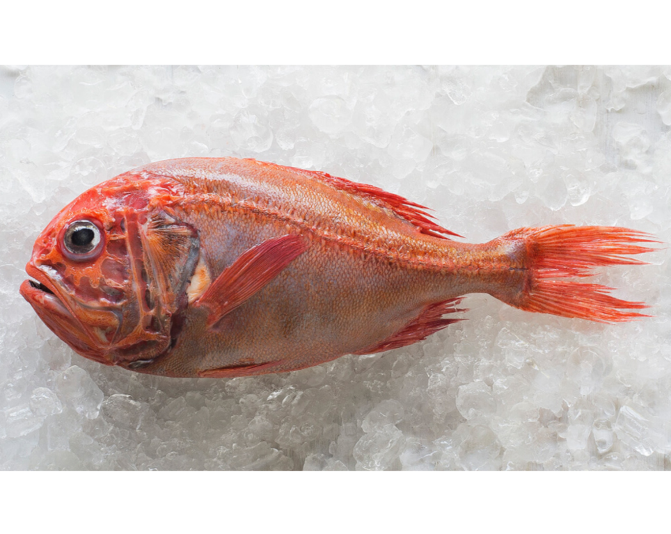 Fresh Orange Roughy Whole – Scott Seafood