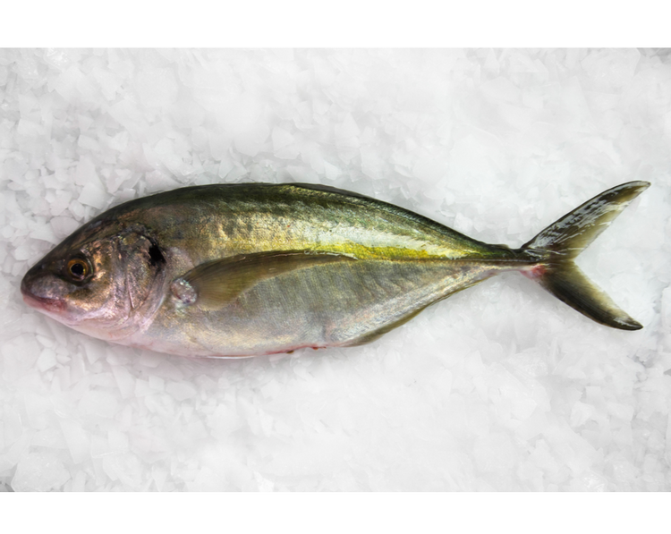 Fresh Trevally Whole