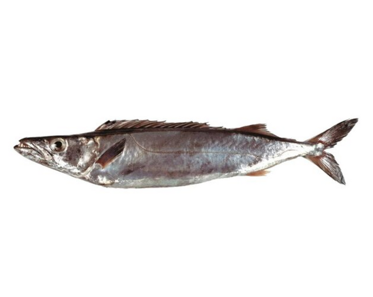 Fresh Gemfish Whole (5KG)