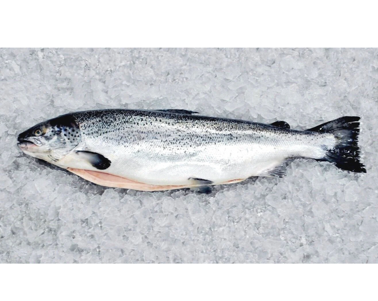 Akaroa Fresh Whole NZ King Salmon (Gilled & Gutted)