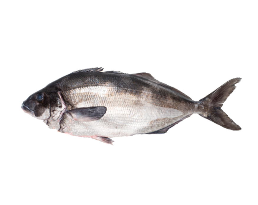 Fresh Blue Moki Whole (3KG) – Scott Seafood