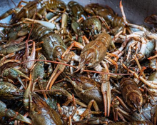Load image into Gallery viewer, Whole Raw Crawfish 1KG
