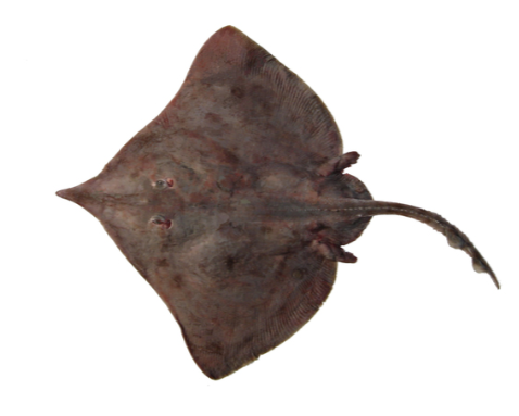 Fresh Skate Whole (5KG)