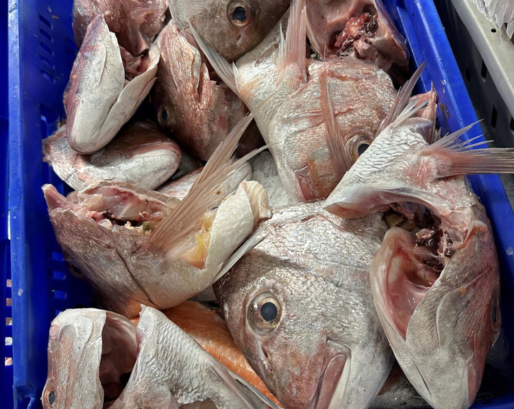 Fresh Snapper Cuts 1KG