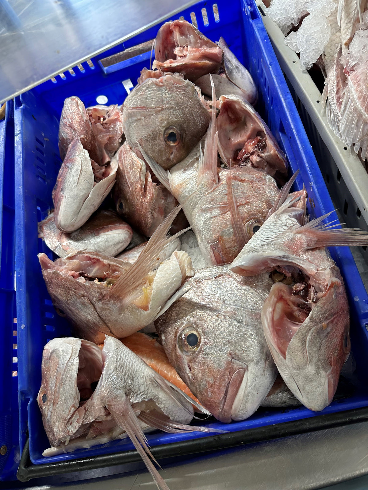Fresh Snapper Cuts 1KG