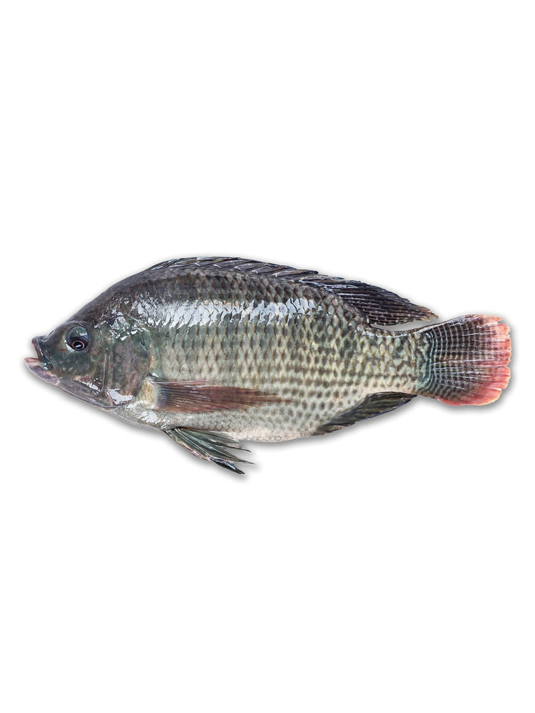 Tilapaia Whole 800g-1KG Frozen