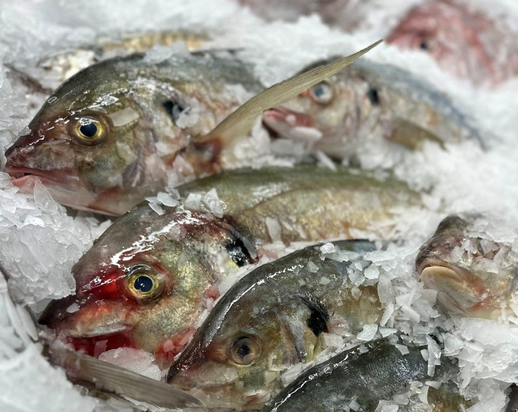 5KG Whole NZ Trevally Frozen