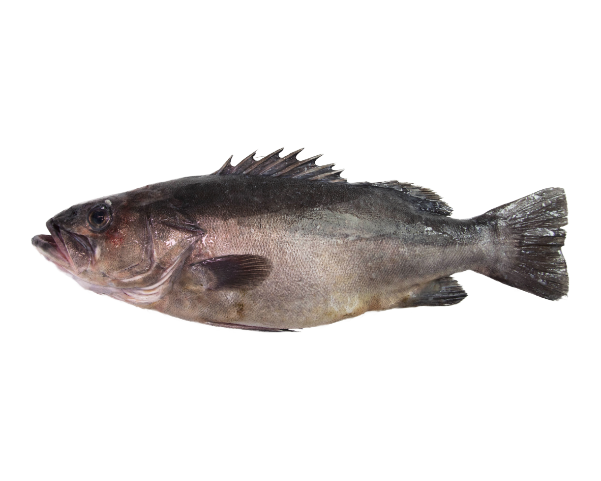 Fresh Hapuka Groper Whole (3KG) – Scott Seafood