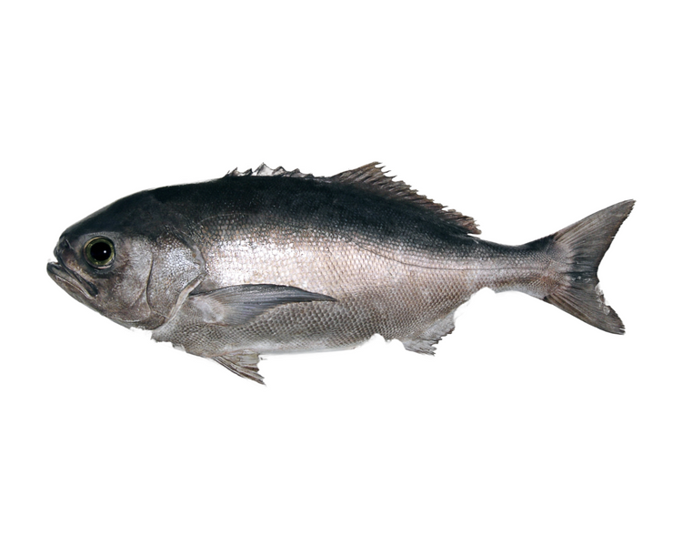 Fresh Bluenose Whole (5KG)