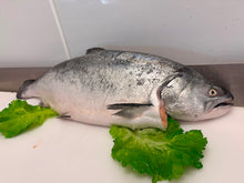 Load image into Gallery viewer, Akaroa King Salmon Skin on Fresh Fillets
