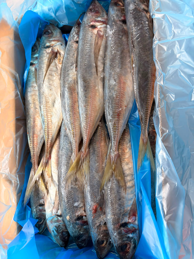 Jack Mackeral 5kg Frozen - B Grade