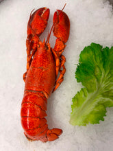 Load image into Gallery viewer, Cooked Wild Caught Lobster 500-600g Wholesale
