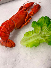 Load image into Gallery viewer, Cooked Wild Caught Lobster 500-600g Wholesale
